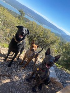 Dog Friendly Hiking Trail Big Bear Hiking Adventures Cougar Crest Trail Big Bear Lake