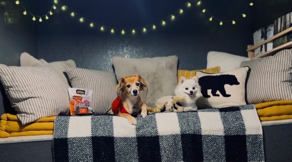 Two small dogs resting in a cozy indoor pet-friendly cabin space with warm lighting