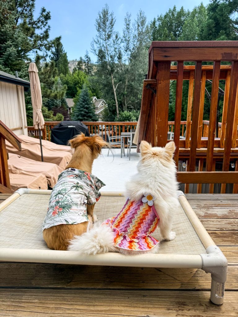 Two dogs relaxing on an outdoor deck with mountain trees and cabin surroundings
