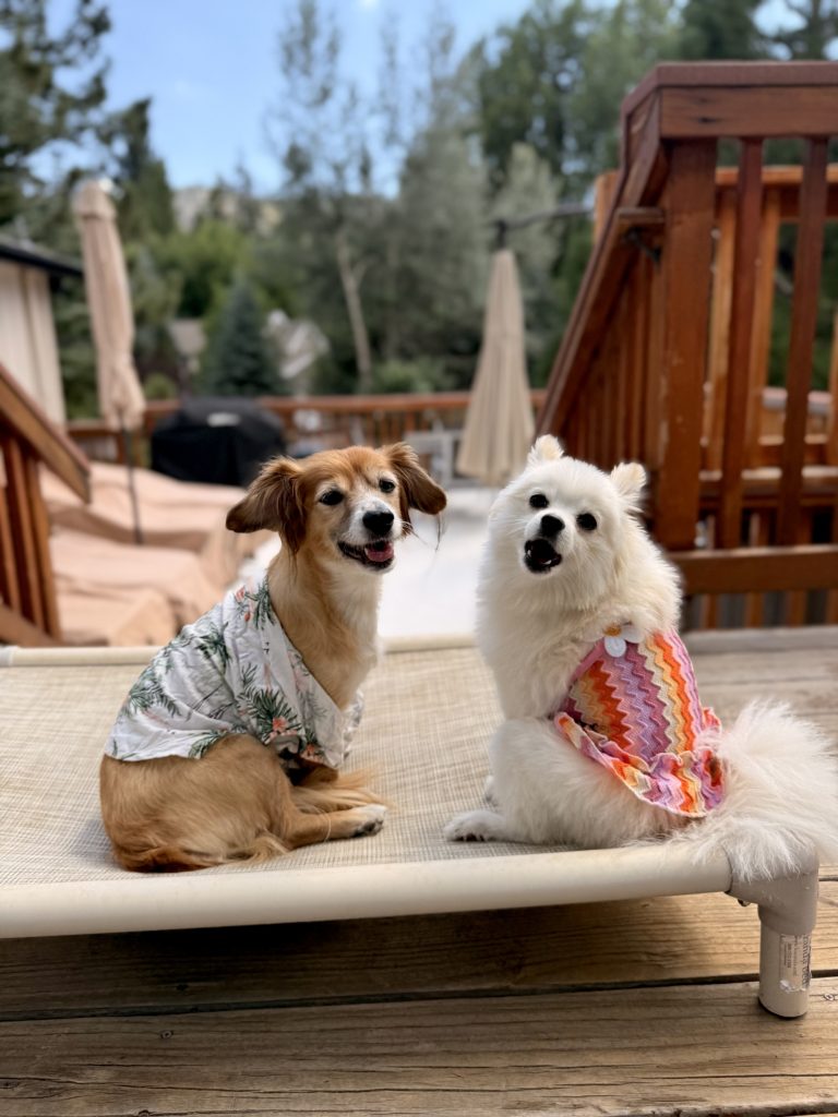 Two happy dogs sitting together on a cabin deck surrounded by nature