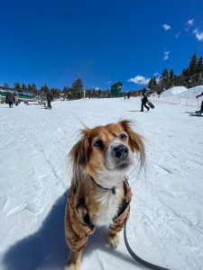 A fluffy dog wearing a brown jacket stands on a snowy slope at Big Bear, looking up at the camera.
