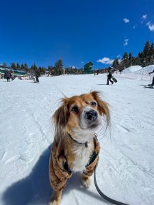 Discover Dog Friendly Vacations