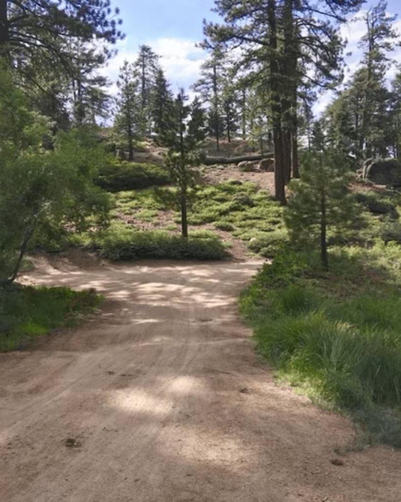 Dirt section of Knickerbocker Road (FS 2N08) winding through a pine forest with lush greenery and mountain scenery in Big Bear.