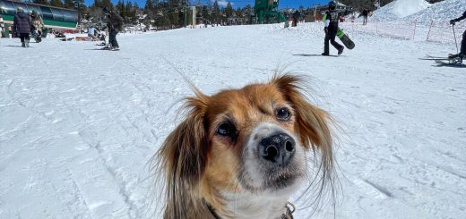 Nike Dog in Big Bear