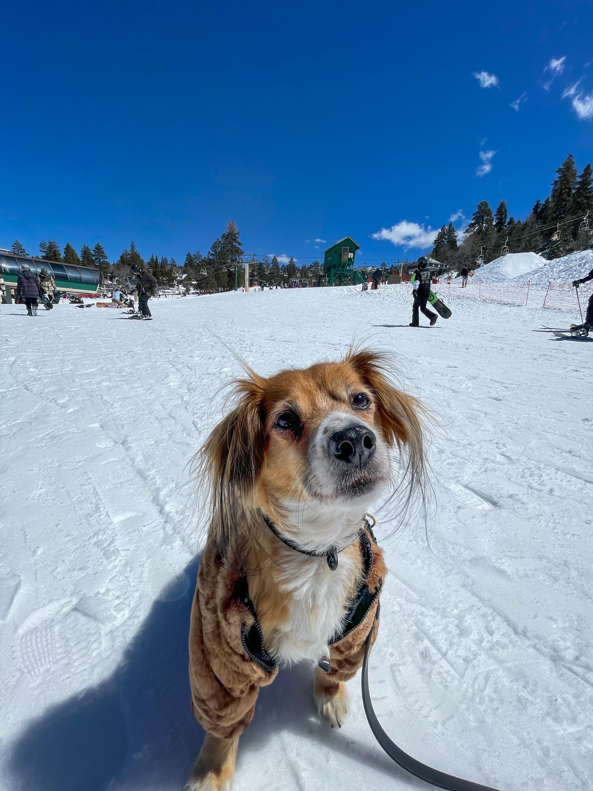 Discover Pet Friendly Accommodations