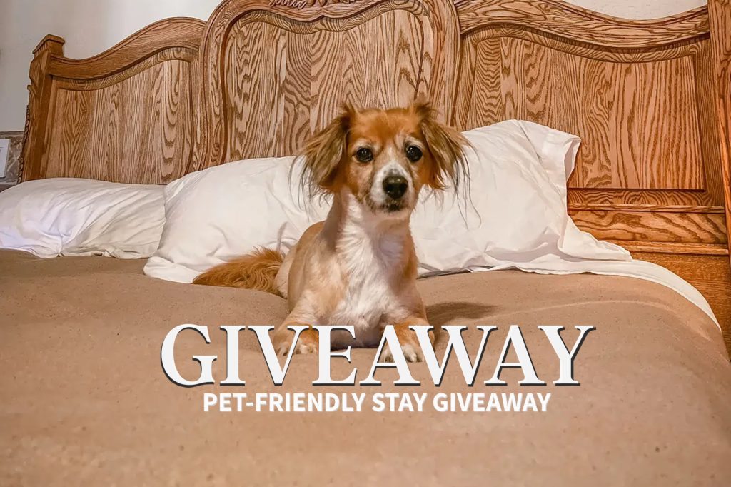 A small tan and white dog on a tan bed with white pillows and an oak headboard. The dog is posing for the camera and text reads Giveaway Pet-Friendly Stay Giveaway