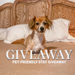 A small tan and white dog on a tan bed with white pillows and an oak headboard. The dog is posing for the camera and text reads Giveaway Pet-Friendly Stay Giveaway