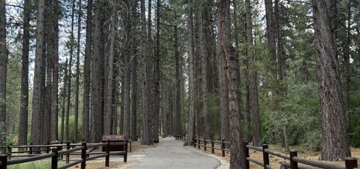 Paved walking trail through tall pine trees in Big Bear Lake.