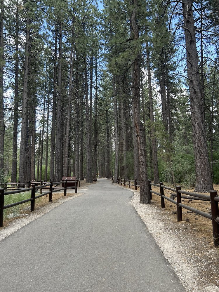 Paved walking trail through tall pine trees in Big Bear Lake.