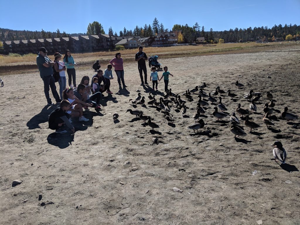 People feeding ducks at Rotary Pine Knot Park on a sunny day with lake, trees, and houses in the background, Big Bear Lake.