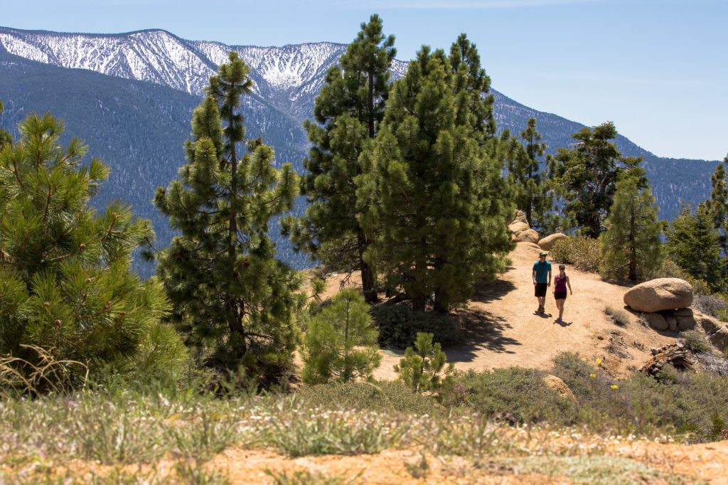 Two hikers walking along a sunny mountain trail surrounded by pine trees, with snow-capped peaks in the background.