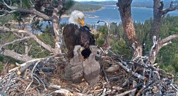 Bald eagle with two young eaglets in a nest overlooking Big Bear Lake