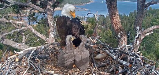 Bald eagle with two young eaglets in a nest overlooking Big Bear Lake