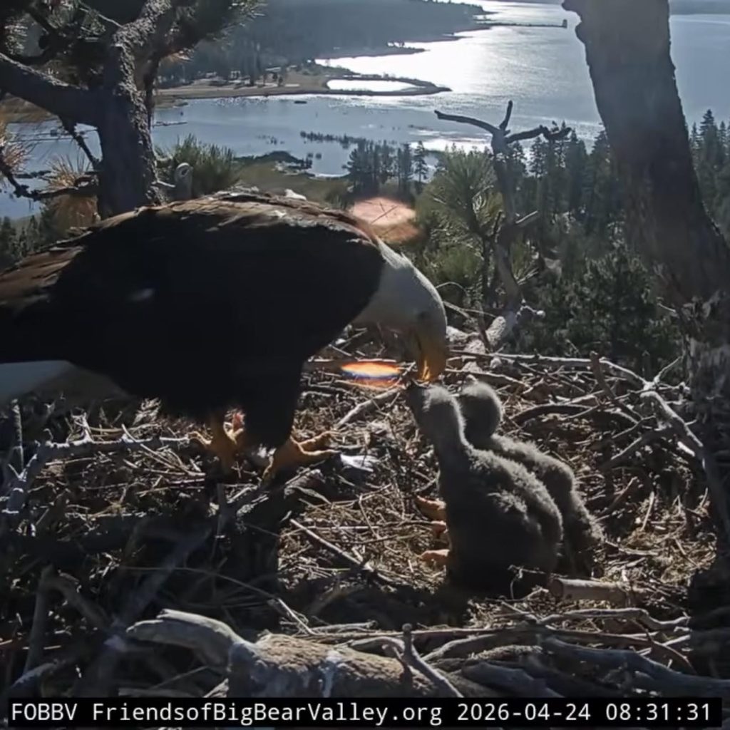 Bald eagle caring for an eaglet in a nest overlooking Big Bear Lake