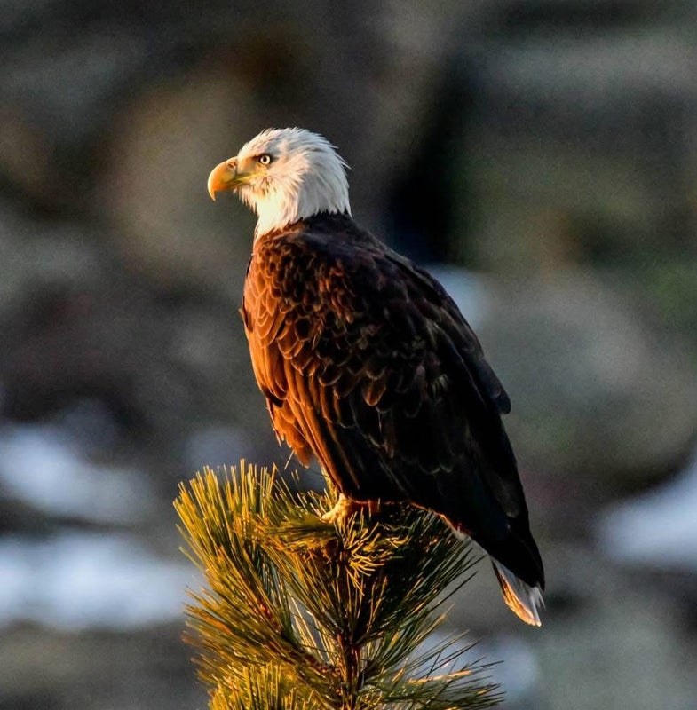 Bald eagle perched on a pine tree branch in the forest