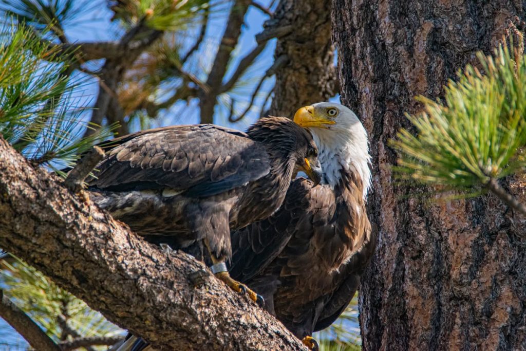 Two bald eagles perched together on a pine tree branch