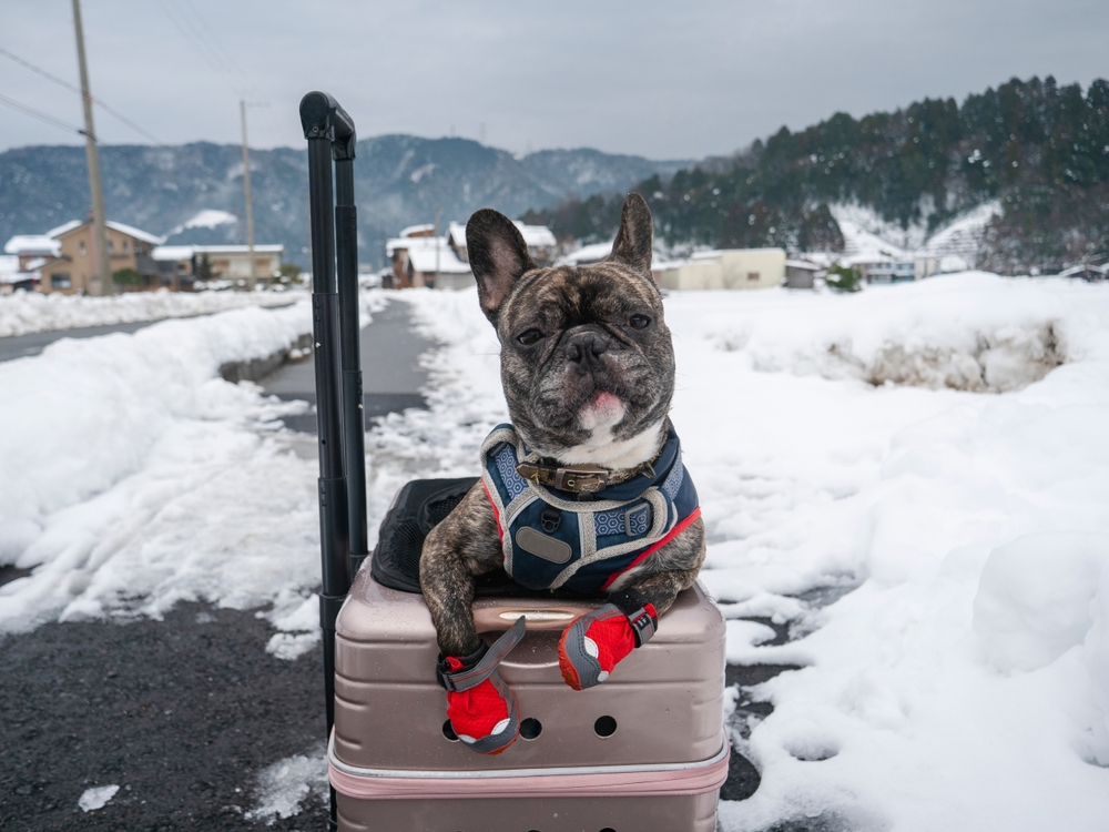 A brindle French bulldog wearing a blue harness and red snow boots sits in a pet carrier on a snowy road at Big Bear