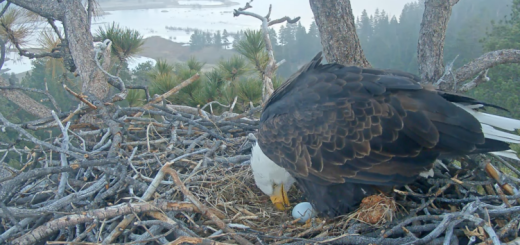 2026 Eagle egg under Big Bear eagle Jackie in the eagles nest
