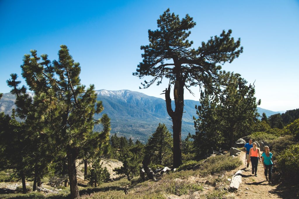 Hikers walking on scenic mountain trail in Big Bear with pine trees and views