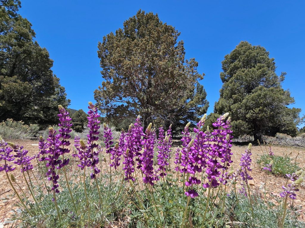 Purple lupine wildflowers blooming across the landscape at Baldwin Lake Ecological Reserve under a clear blue sky.