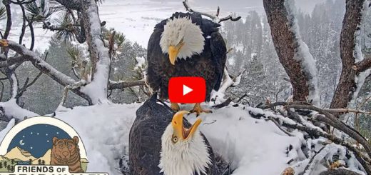 Big Bear Eagles Nest Watch