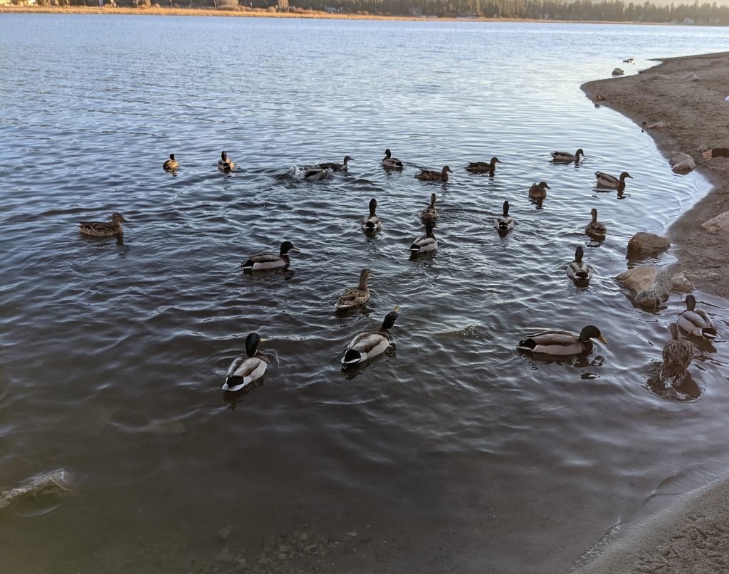 Mallard ducks swimming near the shoreline of Big Bear Lake as visitors observe them during a peaceful lakeside moment.