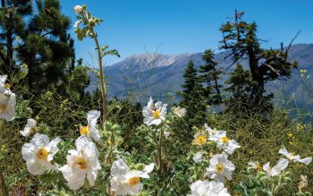 White wildflowers blooming in Big Bear mountains with pine trees and scenic mountain backdrop during spring season