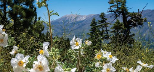 White wildflowers blooming in Big Bear mountains with pine trees and scenic mountain backdrop during spring season
