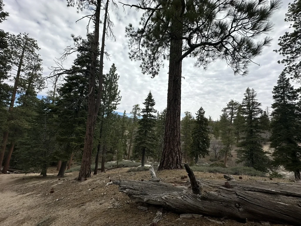 A large tree stands prominently in a dense forest, with a big bear resting at its base.