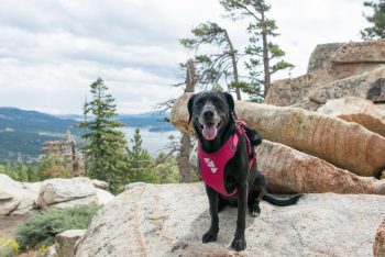 Gray's Peak Trial - Champion Lodgepole Pine Trail