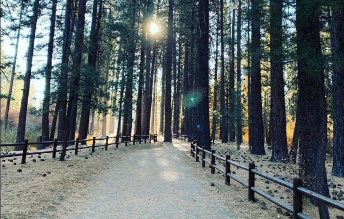 Sunlight streaming through tall pine trees along a forest trail with wooden railings, creating a serene atmosphere.