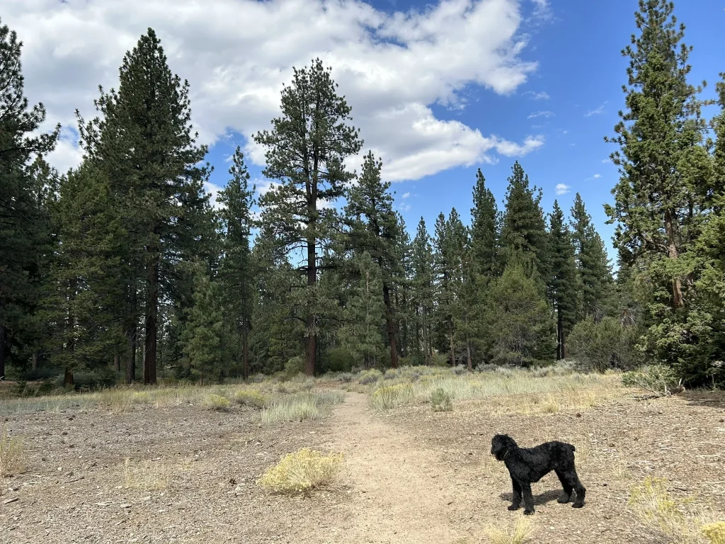 Lassen Drive and Bow Canyon Loop Big Bear