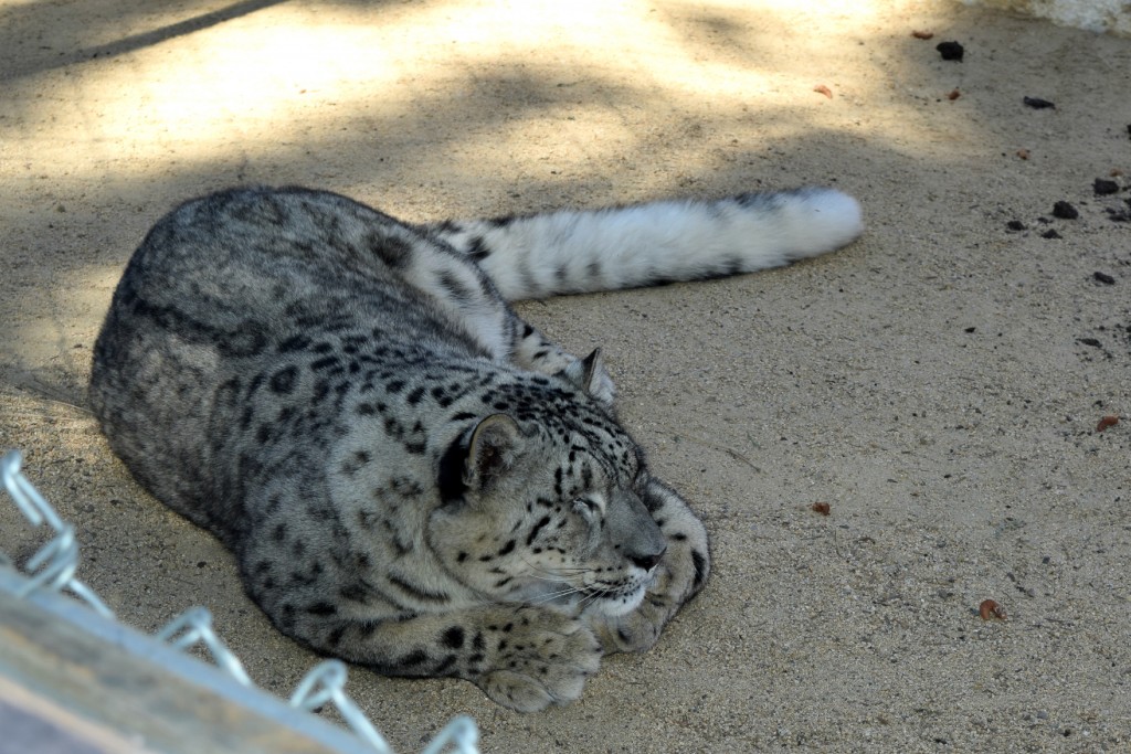 Snow leopard resting on sandy ground at Big Bear Alpine Zoo.