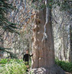 The Woodland Trail