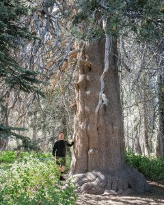 The Woodland Trail