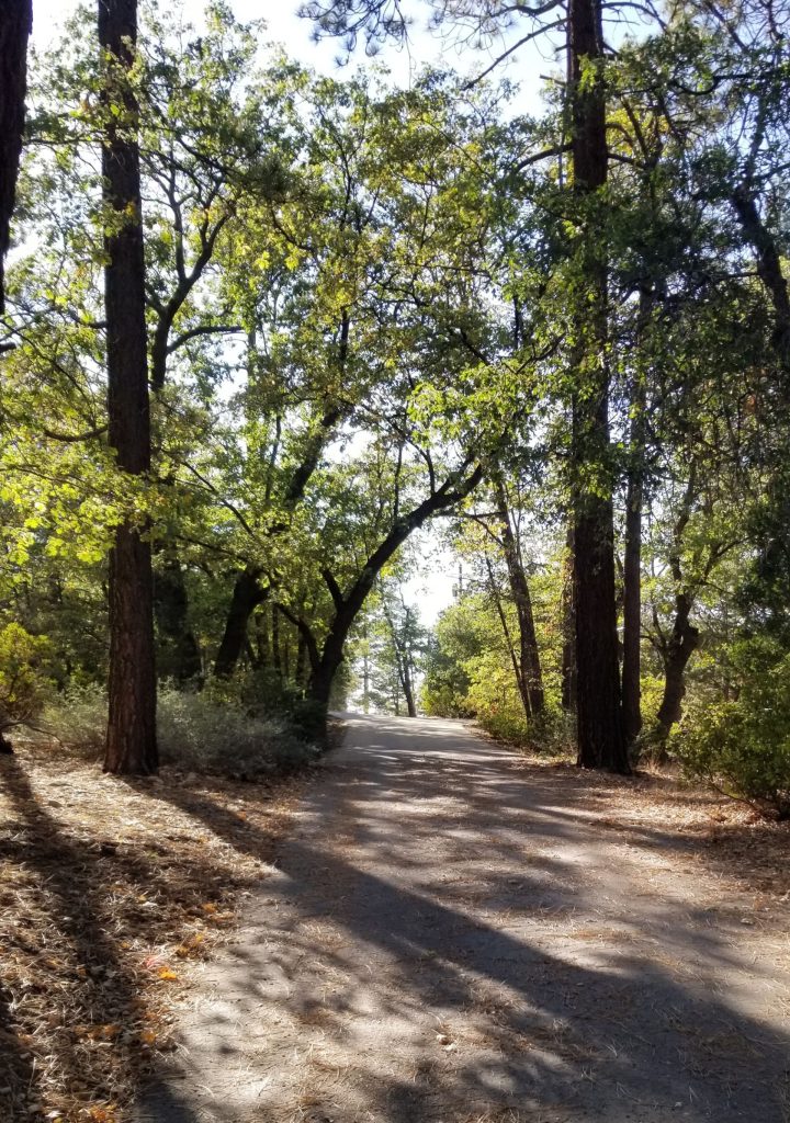 Peaceful walking trail through Maryland Tree Covered Trail surrounded by dense trees and natural sunlight filtering through the forest canopy.