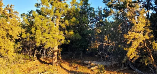 Moon Ridge Bow Canyon Loop Big Bear