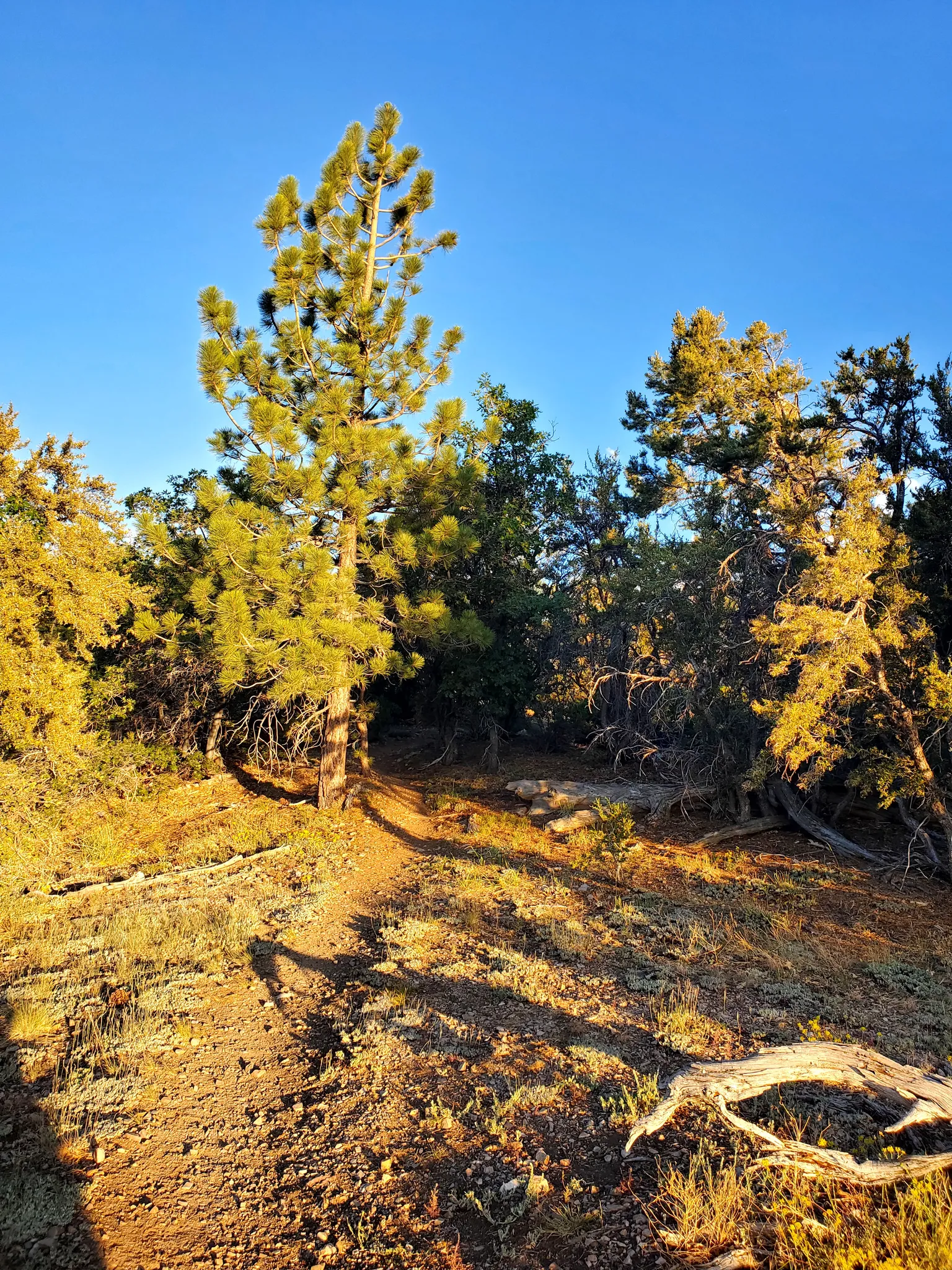 A wooded trail featuring trees and rocks, with a big bear visible in the background.
