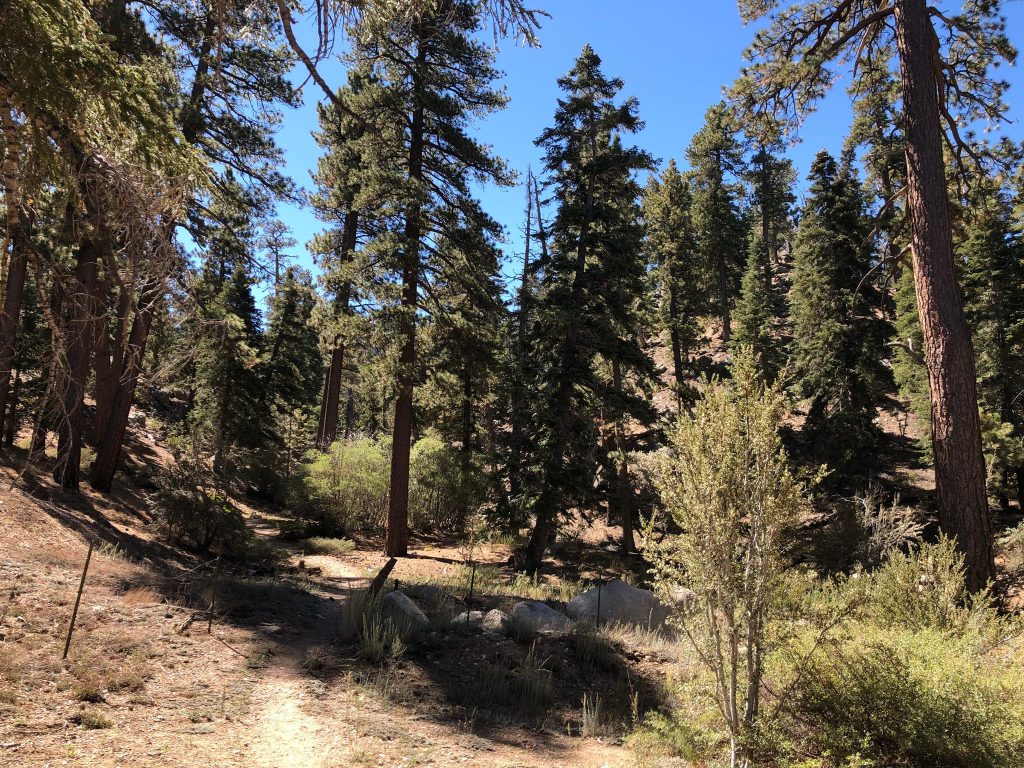 A hiking trail winds through a forest of tall pine trees in Big Bear.