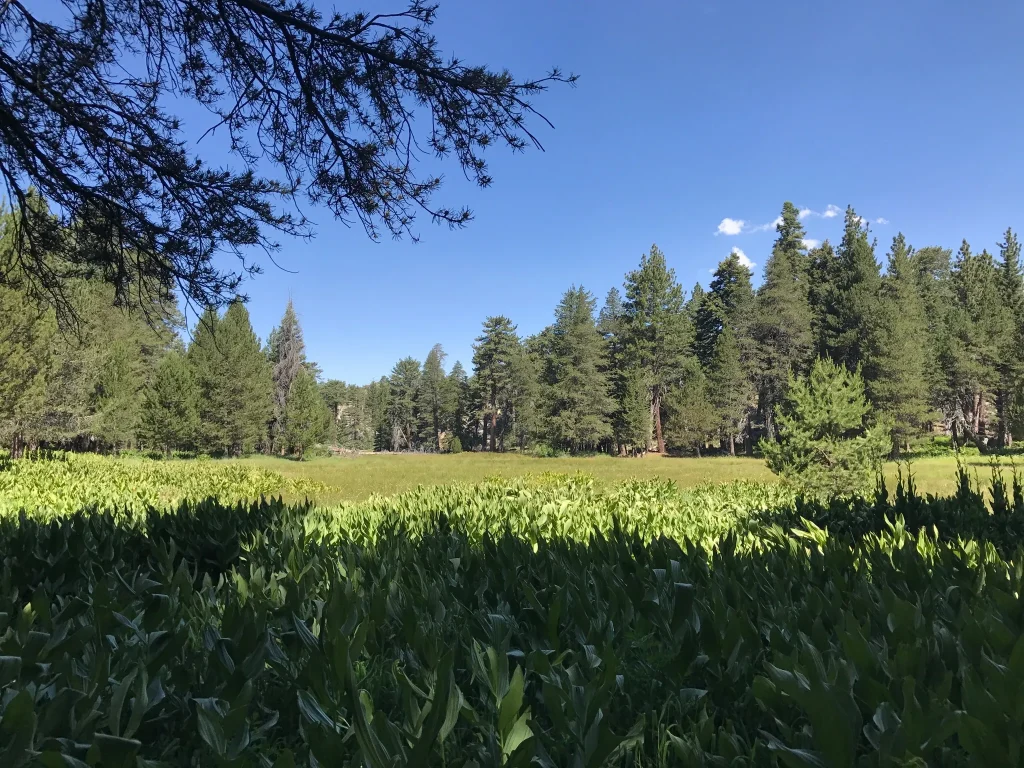 Scenic view of a grassy field and trees on Siberia Creek Trail in Big Bear, highlighting the area's natural beauty.