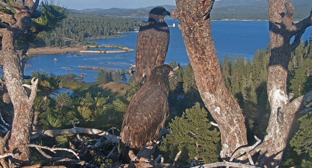 Two young eagles are perched on a large tree branch, with a background view of Big Bear Lake and a forested landscape.