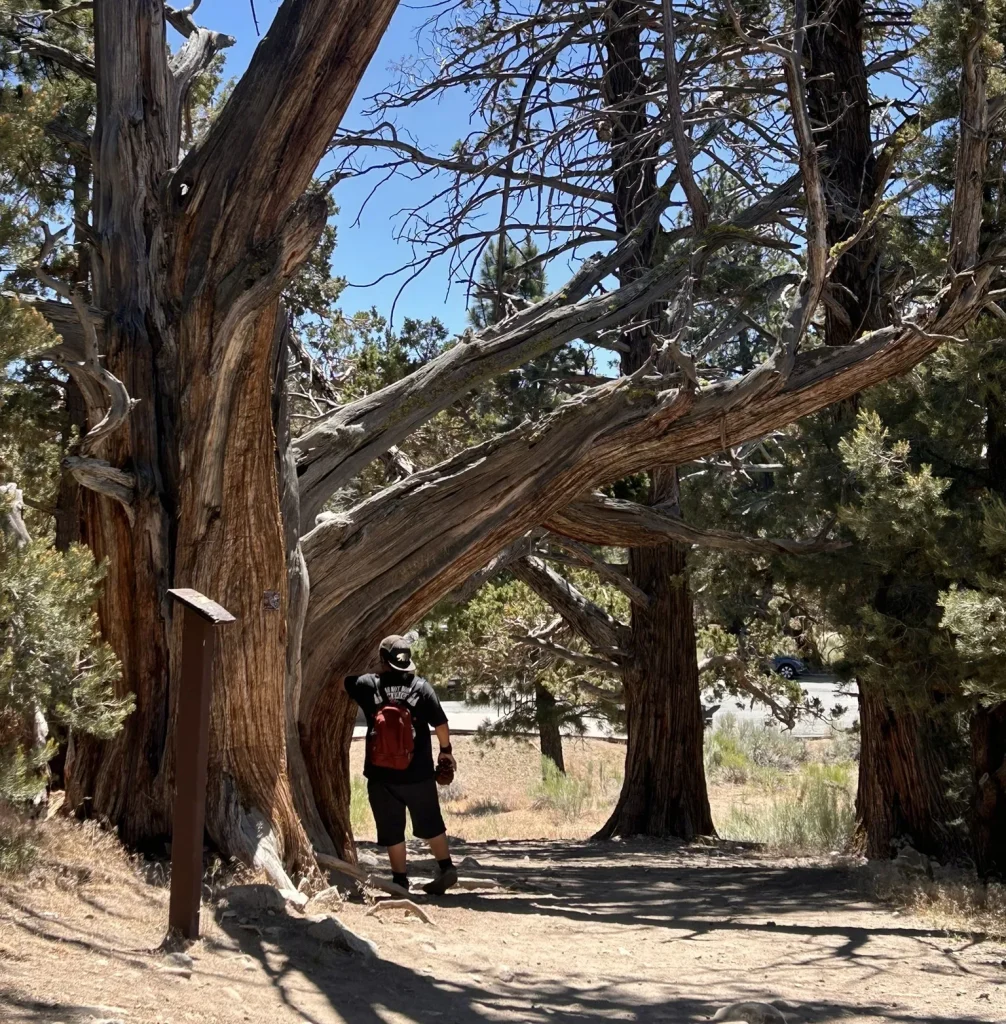 In Big Bear, a man poses next to a tall tree, immersed in the serene atmosphere of the surrounding woods.