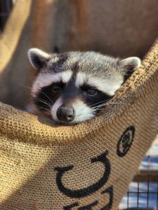 Twilight Tours Big Bear Alpine Zoo